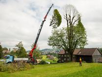 Baumpflege Linde, Huebstrasse Herisau