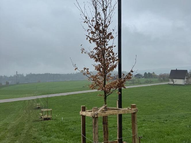 Neupflanzung in Landwirtschaftszone