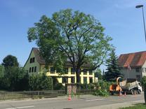 Begrenzungsschnitt Nussbaum nachher 