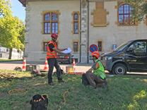 Berufspruefung Baumpflegespezialist Kronensicherung