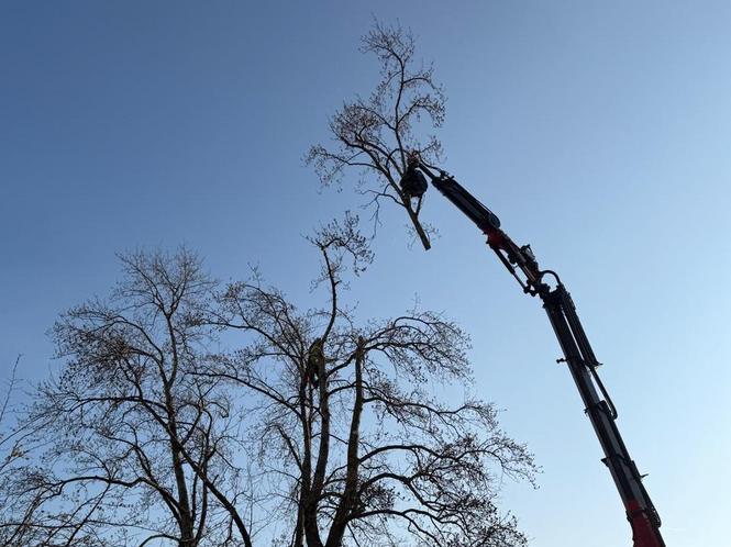 Kranfällung Frühling 2026