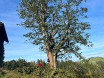 250 Jahre alte Linde im Appenzellerland