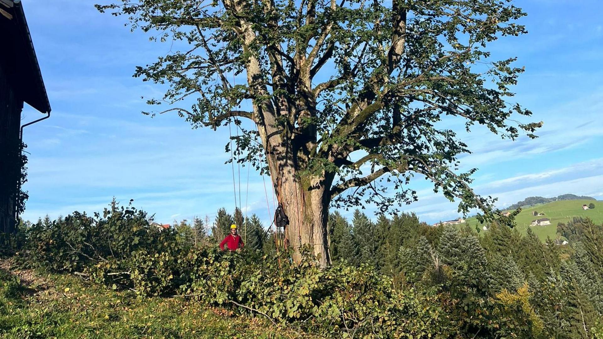 250 Jahre alte Linde im Appenzellerland