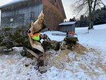 Hohler Baumstamm verschlingt Anna Ehrbar 