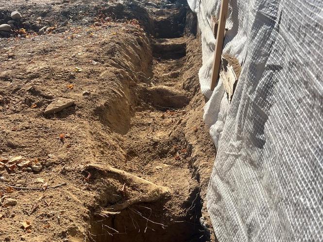 Baumschutz Frühling 2026