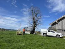 Lindenbaum pflanzen im Appenzellerland.