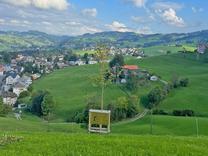 Kontrolle und Erziehungsschnitt Jubiläumslinde