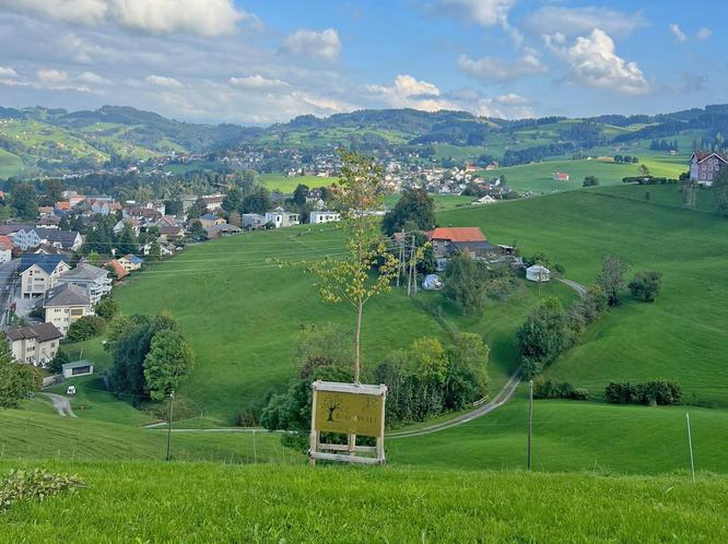 Kontrolle und Erziehungsschnitt Jubiläumslinde