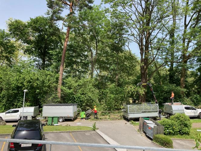 Abfuhrmöglichkeiten Baumwelt AG im Rorschacherberg SG