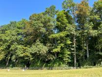Totholz entfernen im Föhrewäldli Degersheim