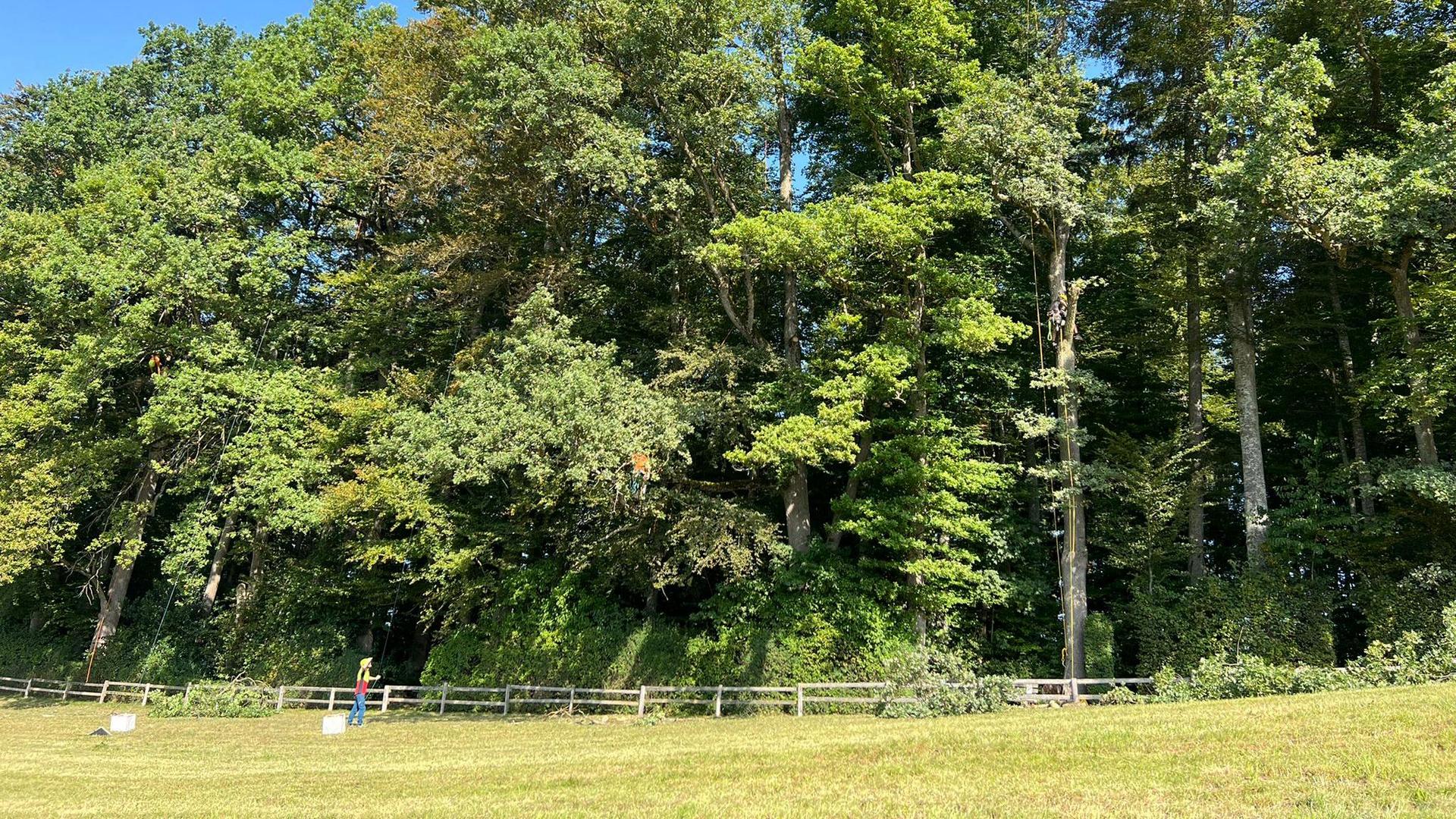 Totholz entfernen im Föhrewäldli Degersheim