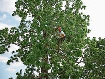 Res Ramsauer am Baumklettern