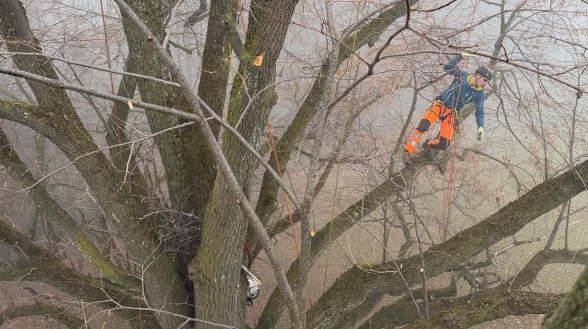 Pflegeschnitt an einer Linde