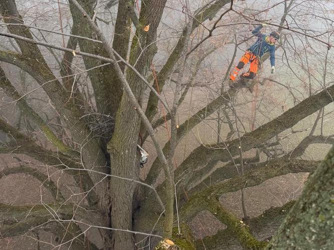 Pflegeschnitt an einer Linde