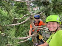 Baumschnitt Mammutbaum Degersheim