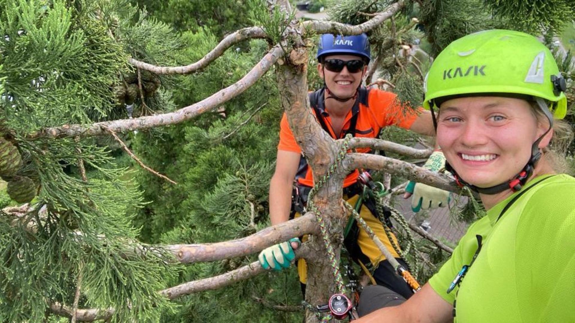 Baumschnitt Mammutbaum Degersheim