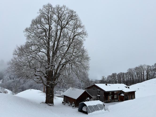 Pflegeschnitt an einer Linde in Bühler AR