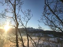 Bergahorn in Schwellbrunn AR