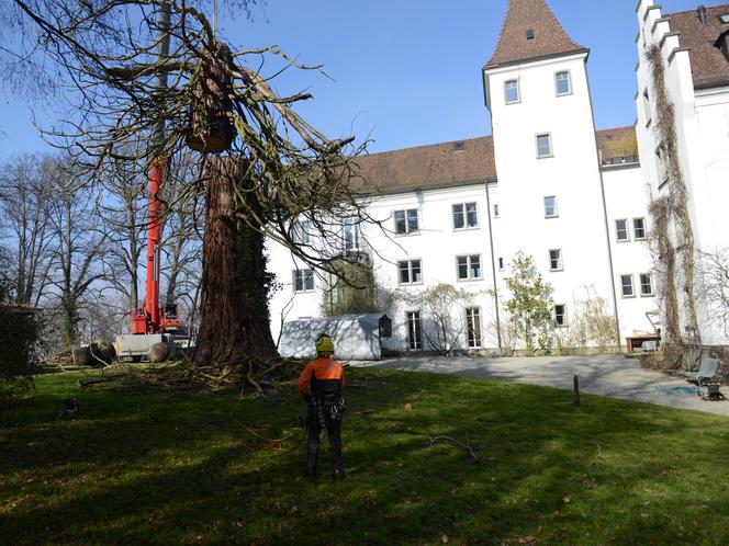 Mammutbaum Fällung Schloss Wartegg