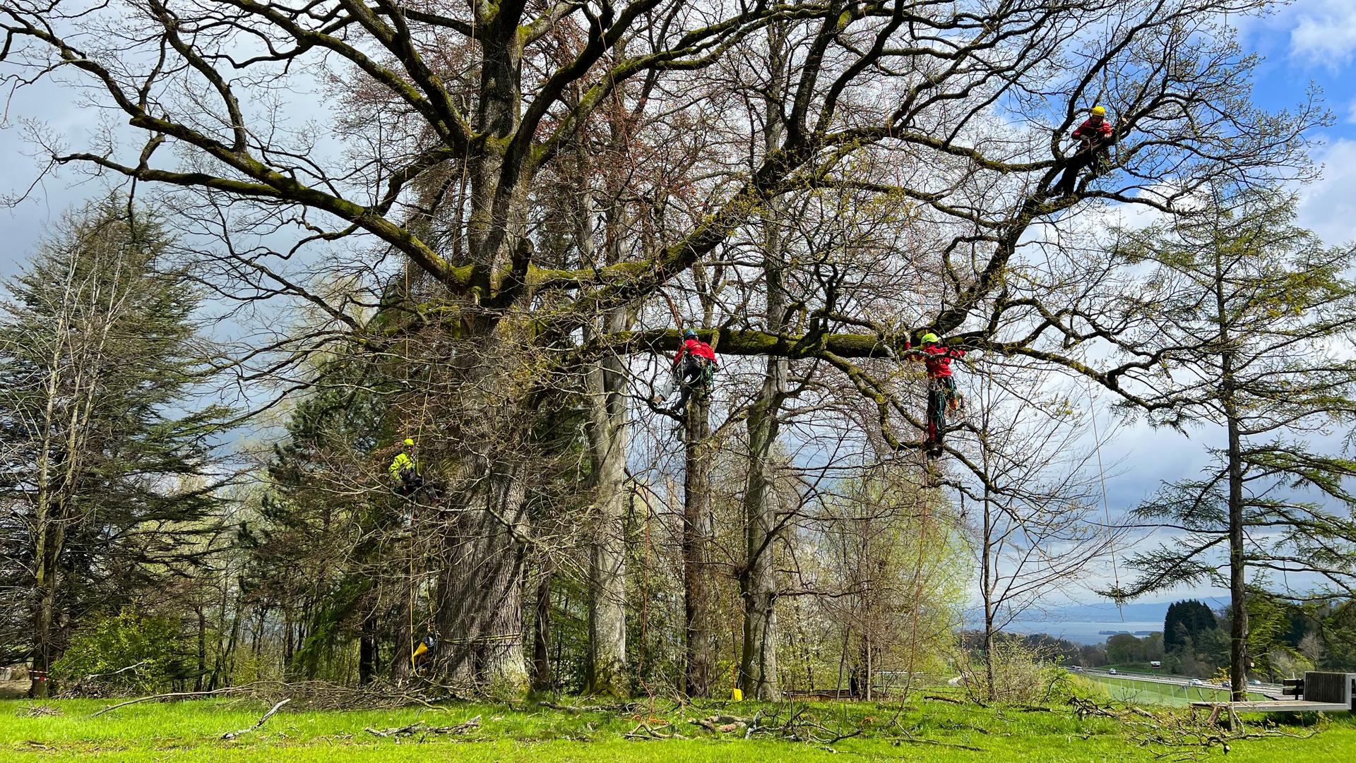 Baumpflege an einer Stileiche in St.Gallen