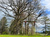 Baumpflege an einer Stileiche in St.Gallen